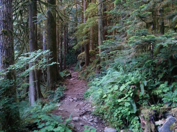 owning-your-headspace-trail-in-the-woods