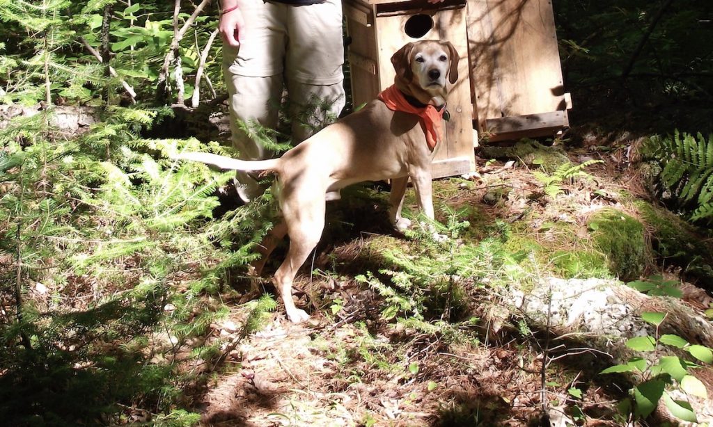 Orange Bandanas for Hunting Season