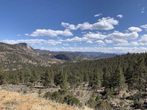 BV forest shot