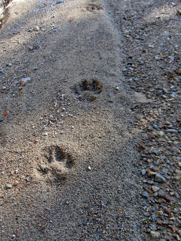 The Importance of Knowing How to Read Animal Tracks - Realtree Store