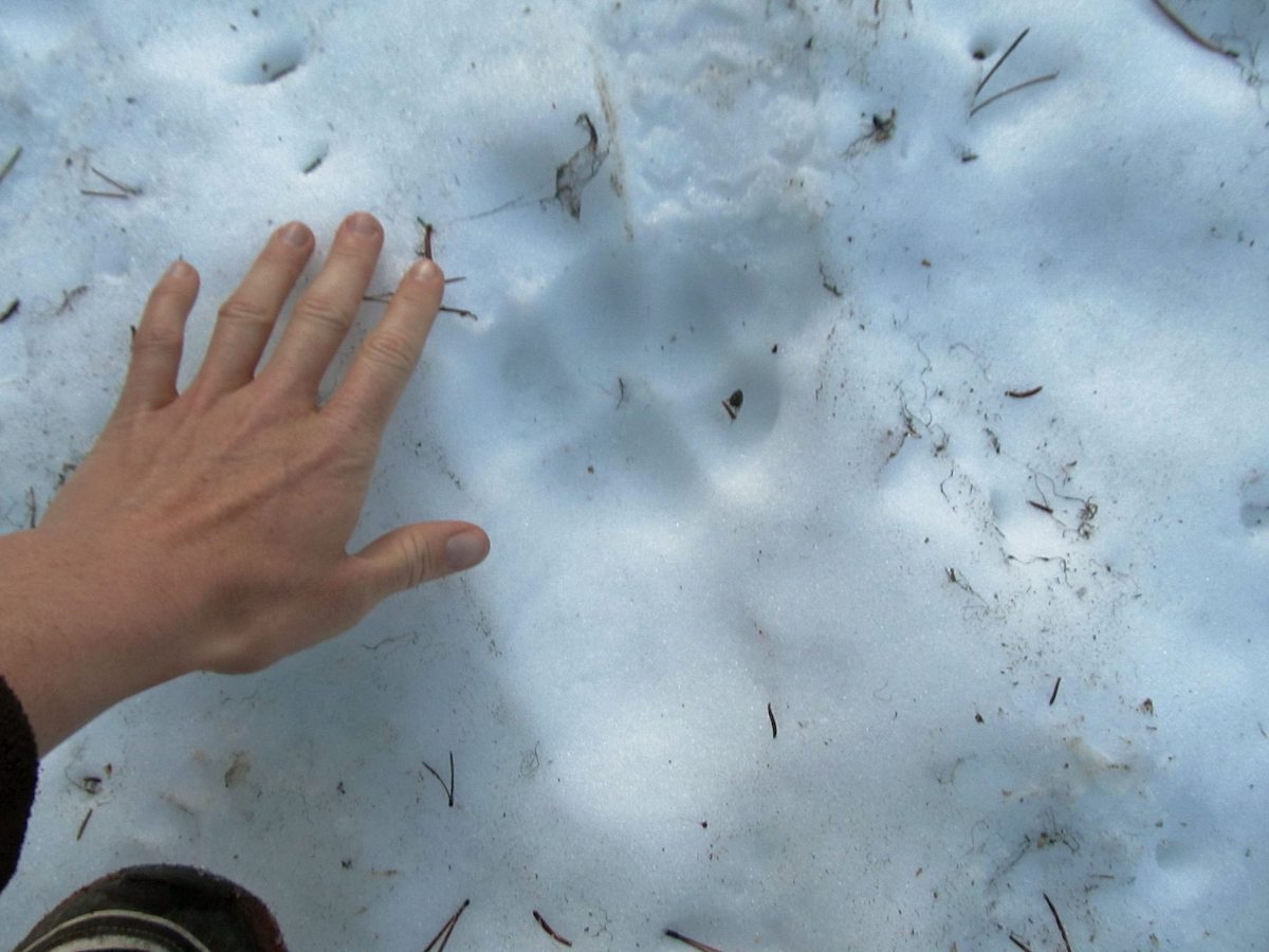 The Importance of Knowing How to Read Animal Tracks - Realtree Store
