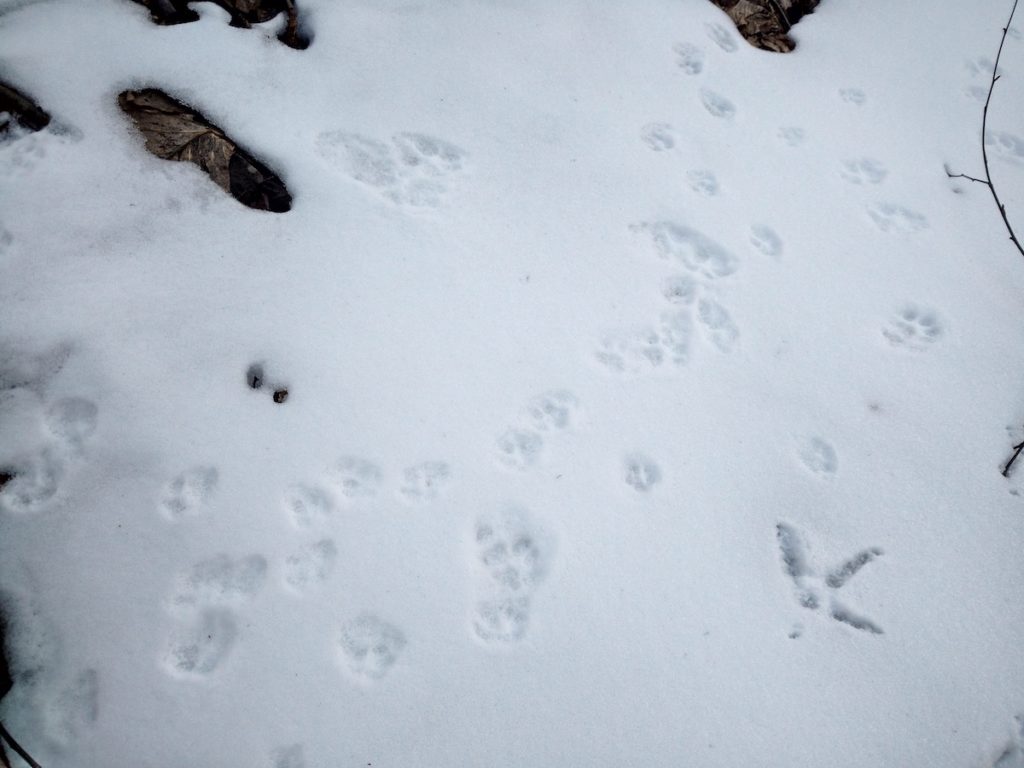 Tracks in the snow ‒ but whose?