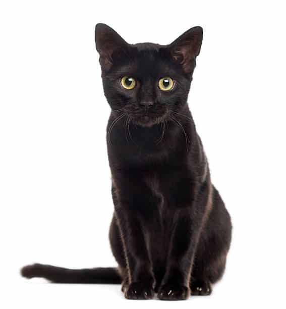 black-cat-